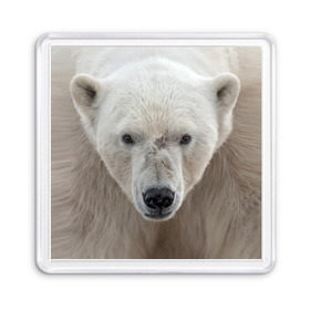 Магнит 55*55 с принтом Белый медведь в Курске, Пластик | Размер: 65*65 мм; Размер печати: 55*55 мм | animal | bear | eyes | head | north | polar | predator | white | wild | белый | взгляд | голова | дикий | животное | медведь | полярный | север | хищник