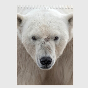 Скетчбук с принтом Белый медведь в Курске, 100% бумага
 | 48 листов, плотность листов — 100 г/м2, плотность картонной обложки — 250 г/м2. Листы скреплены сверху удобной пружинной спиралью | animal | bear | eyes | head | north | polar | predator | white | wild | белый | взгляд | голова | дикий | животное | медведь | полярный | север | хищник