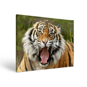 Холст прямоугольный с принтом Тигр в Курске, 100% ПВХ |  | angry | animal | beast | jaws | predator | teeth | tiger | животное | зверь | злой | клыки | оскал | пасть | тигр | хищник