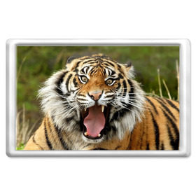 Магнит 45*70 с принтом Тигр в Курске, Пластик | Размер: 78*52 мм; Размер печати: 70*45 | Тематика изображения на принте: angry | animal | beast | jaws | predator | teeth | tiger | животное | зверь | злой | клыки | оскал | пасть | тигр | хищник
