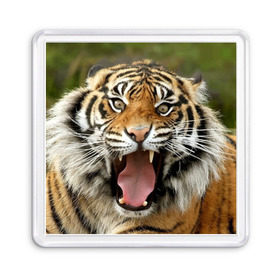 Магнит 55*55 с принтом Тигр в Курске, Пластик | Размер: 65*65 мм; Размер печати: 55*55 мм | angry | animal | beast | jaws | predator | teeth | tiger | животное | зверь | злой | клыки | оскал | пасть | тигр | хищник