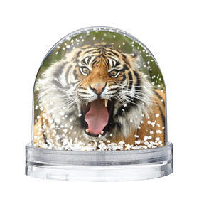 Снежный шар с принтом Тигр в Курске, Пластик | Изображение внутри шара печатается на глянцевой фотобумаге с двух сторон | angry | animal | beast | jaws | predator | teeth | tiger | животное | зверь | злой | клыки | оскал | пасть | тигр | хищник