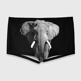 Мужские купальные плавки 3D с принтом Слон в Курске, Полиэстер 85%, Спандекс 15% |  | Тематика изображения на принте: africa | big | black   white | elephant is an animal | shroud | tusks | африка | бивни | большой | животное | идет | савана | слон | черно   белый