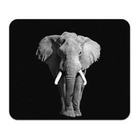 Коврик прямоугольный с принтом Слон в Курске, натуральный каучук | размер 230 х 185 мм; запечатка лицевой стороны | Тематика изображения на принте: africa | big | black   white | elephant is an animal | shroud | tusks | африка | бивни | большой | животное | идет | савана | слон | черно   белый