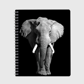 Тетрадь с принтом Слон в Курске, 100% бумага | 48 листов, плотность листов — 60 г/м2, плотность картонной обложки — 250 г/м2. Листы скреплены сбоку удобной пружинной спиралью. Уголки страниц и обложки скругленные. Цвет линий — светло-серый
 | africa | big | black   white | elephant is an animal | shroud | tusks | африка | бивни | большой | животное | идет | савана | слон | черно   белый