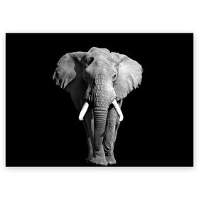 Поздравительная открытка с принтом Слон в Курске, 100% бумага | плотность бумаги 280 г/м2, матовая, на обратной стороне линовка и место для марки
 | africa | big | black   white | elephant is an animal | shroud | tusks | африка | бивни | большой | животное | идет | савана | слон | черно   белый