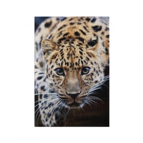 Обложка для паспорта матовая кожа с принтом Леопард в Курске, натуральная матовая кожа | размер 19,3 х 13,7 см; прозрачные пластиковые крепления | Тематика изображения на принте: взгляд | глаза | дикая кошка | леопард | хищник