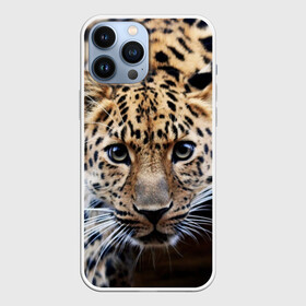 Чехол для iPhone 13 Pro Max с принтом Леопард в Курске,  |  | взгляд | глаза | дикая кошка | леопард | хищник