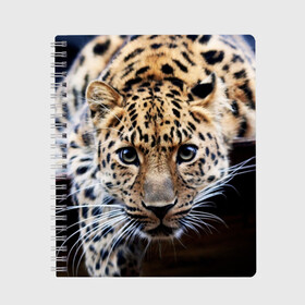 Тетрадь с принтом Леопард в Курске, 100% бумага | 48 листов, плотность листов — 60 г/м2, плотность картонной обложки — 250 г/м2. Листы скреплены сбоку удобной пружинной спиралью. Уголки страниц и обложки скругленные. Цвет линий — светло-серый
 | взгляд | глаза | дикая кошка | леопард | хищник
