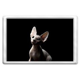 Магнит 45*70 с принтом Сфинкс в Курске, Пластик | Размер: 78*52 мм; Размер печати: 70*45 | Тематика изображения на принте: black | cat | взгляд | кот | котик | котэ | кошка | сфинкс | уши | черный