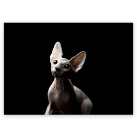 Поздравительная открытка с принтом Сфинкс в Курске, 100% бумага | плотность бумаги 280 г/м2, матовая, на обратной стороне линовка и место для марки
 | black | cat | взгляд | кот | котик | котэ | кошка | сфинкс | уши | черный