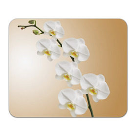 Коврик прямоугольный с принтом Orhid в Курске, натуральный каучук | размер 230 х 185 мм; запечатка лицевой стороны | девушки | красота | орхидея | прелесть | цветы