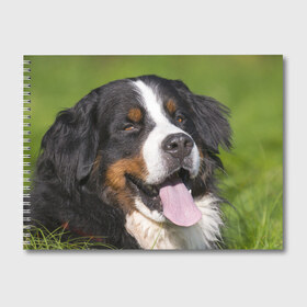 Альбом для рисования с принтом Бернский зенненхунд в Курске, 100% бумага
 | матовая бумага, плотность 200 мг. | волкодав | дворняжка | домашние животные | любимец | мопс | овчарка | пес | песик | питомец | сенбернар | собака | собачка