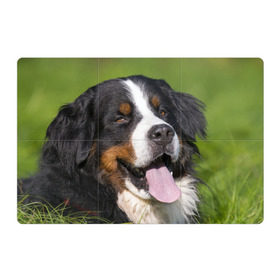 Магнитный плакат 3Х2 с принтом Бернский зенненхунд в Курске, Полимерный материал с магнитным слоем | 6 деталей размером 9*9 см | волкодав | дворняжка | домашние животные | любимец | мопс | овчарка | пес | песик | питомец | сенбернар | собака | собачка