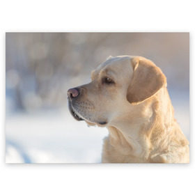 Поздравительная открытка с принтом Лабрадор в Курске, 100% бумага | плотность бумаги 280 г/м2, матовая, на обратной стороне линовка и место для марки
 | далматин | далматинец | дворняга | лабрадор | любимец | овчарка | пес | питомец | самоед | собака | собачка | щенок