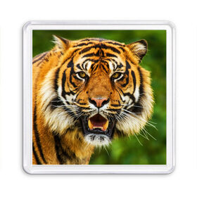 Магнит 55*55 с принтом Тигр в Курске, Пластик | Размер: 65*65 мм; Размер печати: 55*55 мм | Тематика изображения на принте: дикая кошка | животное | клыки | лев | тигр. tiger | хищник