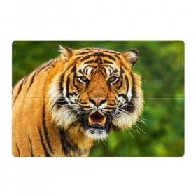 Магнитный плакат 3Х2 с принтом Тигр в Курске, Полимерный материал с магнитным слоем | 6 деталей размером 9*9 см | Тематика изображения на принте: дикая кошка | животное | клыки | лев | тигр. tiger | хищник