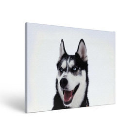 Холст прямоугольный с принтом Сибирский хаски в Курске, 100% ПВХ |  | Тематика изображения на принте: взгляд | голубые глаза | зима | сибирь | снег | собака | хаски | хаски бандит | холод