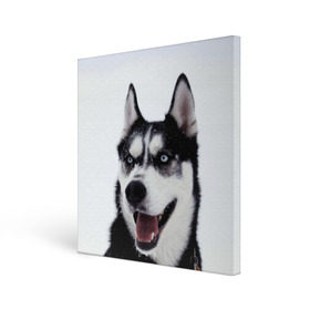 Холст квадратный с принтом Сибирский хаски в Курске, 100% ПВХ |  | взгляд | голубые глаза | зима | сибирь | снег | собака | хаски | хаски бандит | холод