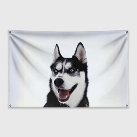 Флаг-баннер с принтом Сибирский хаски в Курске, 100% полиэстер | размер 67 х 109 см, плотность ткани — 95 г/м2; по краям флага есть четыре люверса для крепления | взгляд | голубые глаза | зима | сибирь | снег | собака | хаски | хаски бандит | холод