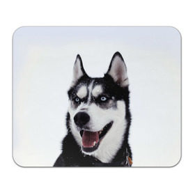Коврик прямоугольный с принтом Сибирский хаски в Курске, натуральный каучук | размер 230 х 185 мм; запечатка лицевой стороны | взгляд | голубые глаза | зима | сибирь | снег | собака | хаски | хаски бандит | холод