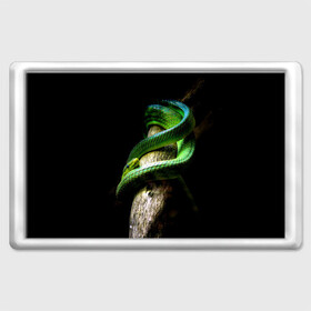 Магнит 45*70 с принтом Змея на груди в Курске, Пластик | Размер: 78*52 мм; Размер печати: 70*45 | гадюка | дерево | джунгли | зелёный змей | змея | кобра | природа | удав