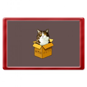Магнит 45*70 с принтом Maru в Курске, Пластик | Размер: 78*52 мм; Размер печати: 70*45 | Тематика изображения на принте: cat | maru | коробка | кот в коробке | кот мару | котейка | кошка | мару | прикол