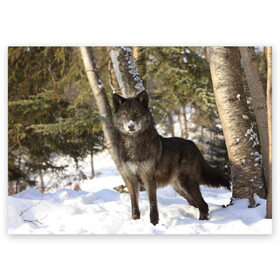 Поздравительная открытка с принтом Король леса в Курске, 100% бумага | плотность бумаги 280 г/м2, матовая, на обратной стороне линовка и место для марки
 | волки | животные | зима | зимние | картинки | снег | фото