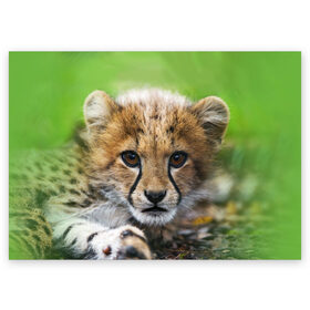 Поздравительная открытка с принтом Котёнок гепарда в Курске, 100% бумага | плотность бумаги 280 г/м2, матовая, на обратной стороне линовка и место для марки
 | гепард | дикая кошка | котёнок | кошка | лев | природа | тигр | хищник | ягуар