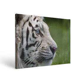 Холст прямоугольный с принтом Белый тигр в Курске, 100% ПВХ |  | Тематика изображения на принте: абессинкая | домашние | животные | кот | котенок | кошка | порода | сиамская | тигр | хищник