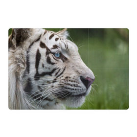 Магнитный плакат 3Х2 с принтом Белый тигр в Курске, Полимерный материал с магнитным слоем | 6 деталей размером 9*9 см | Тематика изображения на принте: абессинкая | домашние | животные | кот | котенок | кошка | порода | сиамская | тигр | хищник