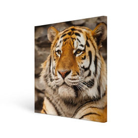 Холст квадратный с принтом Тигр в Курске, 100% ПВХ |  | амурский | животные | киса | кот | котенок | кошка | пума | рысь | серый | тигр | хищник