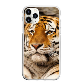 Чехол для iPhone 11 Pro Max матовый с принтом Тигр в Курске, Силикон |  | Тематика изображения на принте: амурский | животные | киса | кот | котенок | кошка | пума | рысь | серый | тигр | хищник