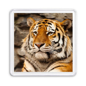 Магнит 55*55 с принтом Тигр в Курске, Пластик | Размер: 65*65 мм; Размер печати: 55*55 мм | амурский | животные | киса | кот | котенок | кошка | пума | рысь | серый | тигр | хищник
