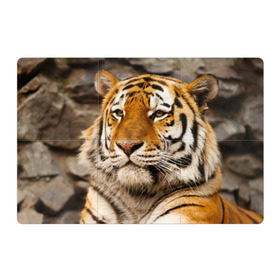 Магнитный плакат 3Х2 с принтом Тигр в Курске, Полимерный материал с магнитным слоем | 6 деталей размером 9*9 см | амурский | животные | киса | кот | котенок | кошка | пума | рысь | серый | тигр | хищник
