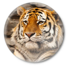 Значок с принтом Тигр в Курске,  металл | круглая форма, металлическая застежка в виде булавки | Тематика изображения на принте: амурский | животные | киса | кот | котенок | кошка | пума | рысь | серый | тигр | хищник