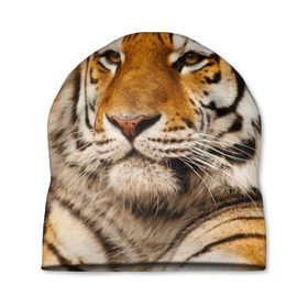 Шапка 3D с принтом Тигр в Курске, 100% полиэстер | универсальный размер, печать по всей поверхности изделия | Тематика изображения на принте: амурский | животные | киса | кот | котенок | кошка | пума | рысь | серый | тигр | хищник