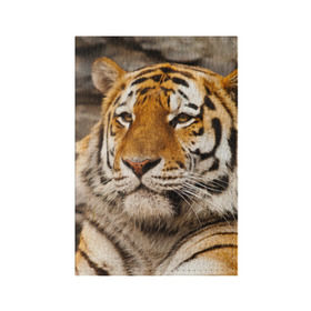 Обложка для паспорта матовая кожа с принтом Тигр в Курске, натуральная матовая кожа | размер 19,3 х 13,7 см; прозрачные пластиковые крепления | Тематика изображения на принте: амурский | животные | киса | кот | котенок | кошка | пума | рысь | серый | тигр | хищник