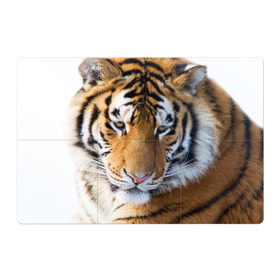 Магнитный плакат 3Х2 с принтом Тигр в Курске, Полимерный материал с магнитным слоем | 6 деталей размером 9*9 см | Тематика изображения на принте: амурский | животные | киса | кот | котенок | кошка | пума | рысь | серый | тигр | хищник