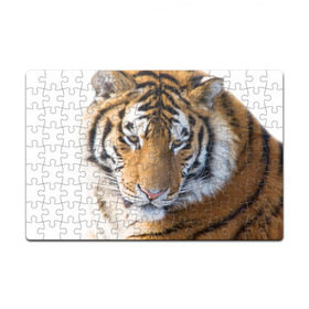 Пазл магнитный 126 элементов с принтом Тигр в Курске, полимерный материал с магнитным слоем | 126 деталей, размер изделия —  180*270 мм | амурский | животные | киса | кот | котенок | кошка | пума | рысь | серый | тигр | хищник
