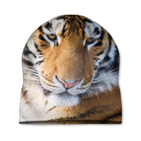 Шапка 3D с принтом Тигр в Курске, 100% полиэстер | универсальный размер, печать по всей поверхности изделия | Тематика изображения на принте: амурский | животные | киса | кот | котенок | кошка | пума | рысь | серый | тигр | хищник