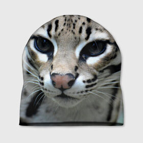 Шапка 3D с принтом Дикая кошка в Курске, 100% полиэстер | универсальный размер, печать по всей поверхности изделия | амурский | животные | киса | кот | котенок | кошка | лев | львица | пума | рысь | серый | тигр | хищник
