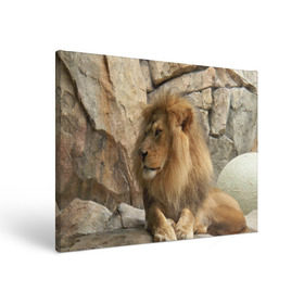 Холст прямоугольный с принтом Лев в Курске, 100% ПВХ |  | Тематика изображения на принте: амурский | животные | киса | кот | котенок | кошка | лев | львица | пума | рысь | серый | тигр | хищник