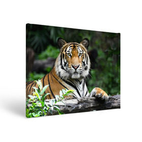 Холст прямоугольный с принтом Тигр в джунглях в Курске, 100% ПВХ |  | амурский | животные | зверь | киса | кот | котенок | кошка | тигр | хищник