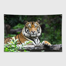Флаг-баннер с принтом Тигр в джунглях в Курске, 100% полиэстер | размер 67 х 109 см, плотность ткани — 95 г/м2; по краям флага есть четыре люверса для крепления | амурский | животные | зверь | киса | кот | котенок | кошка | тигр | хищник