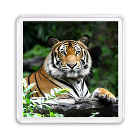 Магнит 55*55 с принтом Тигр в джунглях в Курске, Пластик | Размер: 65*65 мм; Размер печати: 55*55 мм | Тематика изображения на принте: амурский | животные | зверь | киса | кот | котенок | кошка | тигр | хищник