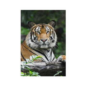 Обложка для паспорта матовая кожа с принтом Тигр в джунглях в Курске, натуральная матовая кожа | размер 19,3 х 13,7 см; прозрачные пластиковые крепления | амурский | животные | зверь | киса | кот | котенок | кошка | тигр | хищник