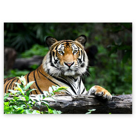 Поздравительная открытка с принтом Тигр в джунглях в Курске, 100% бумага | плотность бумаги 280 г/м2, матовая, на обратной стороне линовка и место для марки
 | Тематика изображения на принте: амурский | животные | зверь | киса | кот | котенок | кошка | тигр | хищник