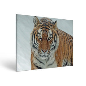 Холст прямоугольный с принтом Тигр в Курске, 100% ПВХ |  | Тематика изображения на принте: амурский | животные | зверь | киса | кот | котенок | кошка | тигр | хищник