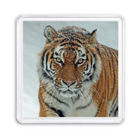 Магнит 55*55 с принтом Тигр в Курске, Пластик | Размер: 65*65 мм; Размер печати: 55*55 мм | Тематика изображения на принте: амурский | животные | зверь | киса | кот | котенок | кошка | тигр | хищник